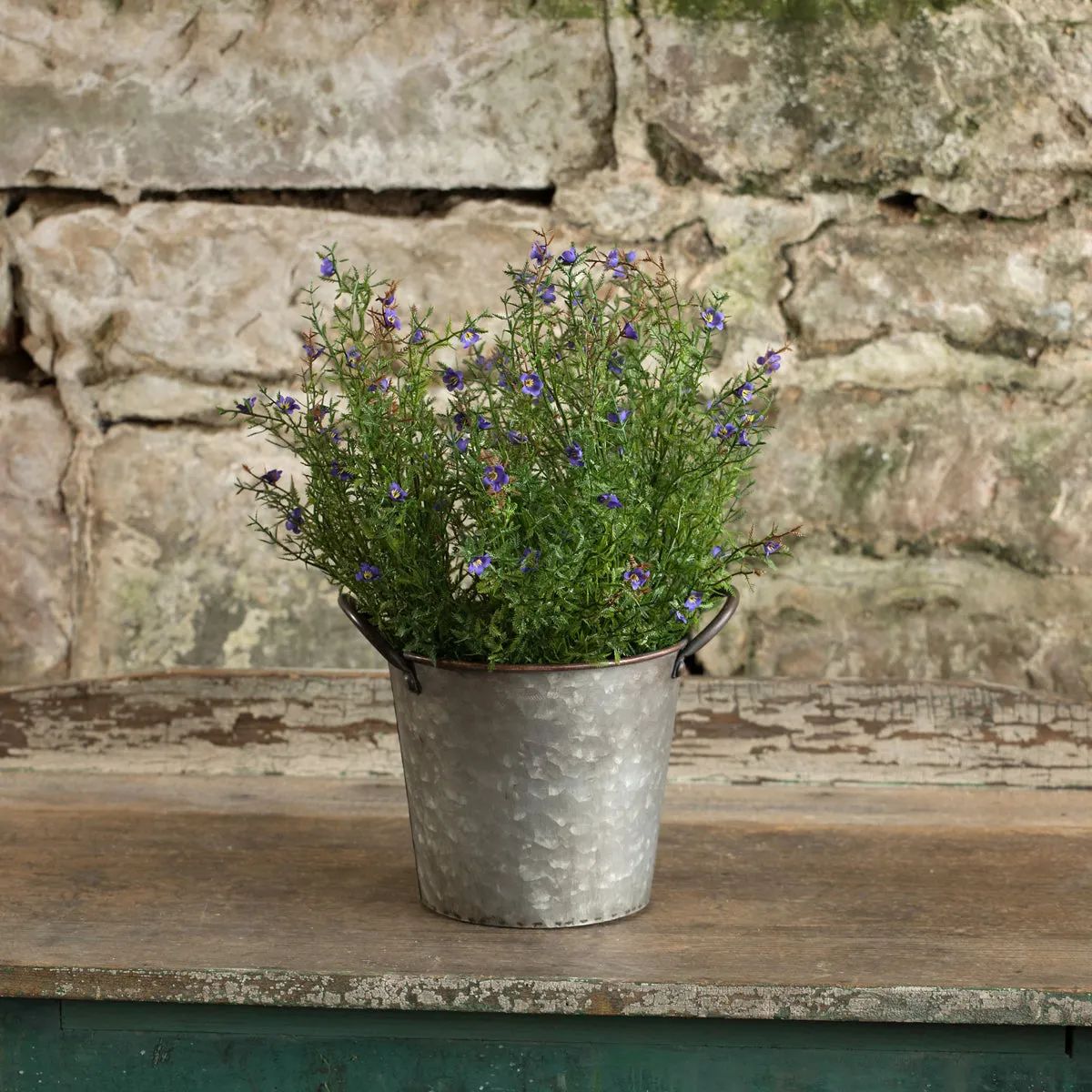 Coral Fern and Violet Bush