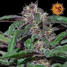 SEE005: Ayahuasca Purple Feminized Seeds (Barney's Farm) 5 X Feminized Seeds