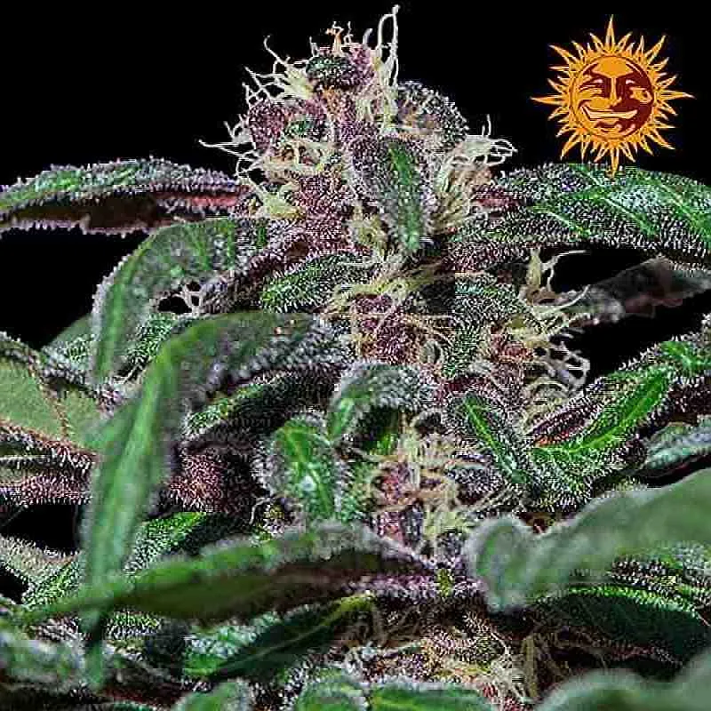 SEE005: Ayahuasca Purple Feminized Seeds (Barney's Farm) 5 X Feminized Seeds