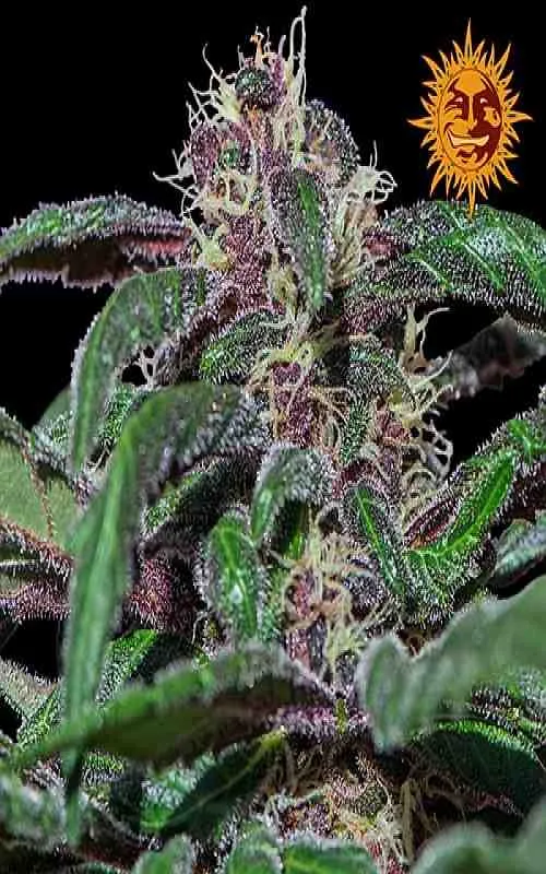 SEE005: Ayahuasca Purple Feminized Seeds (Barney's Farm) 5 X Feminized Seeds